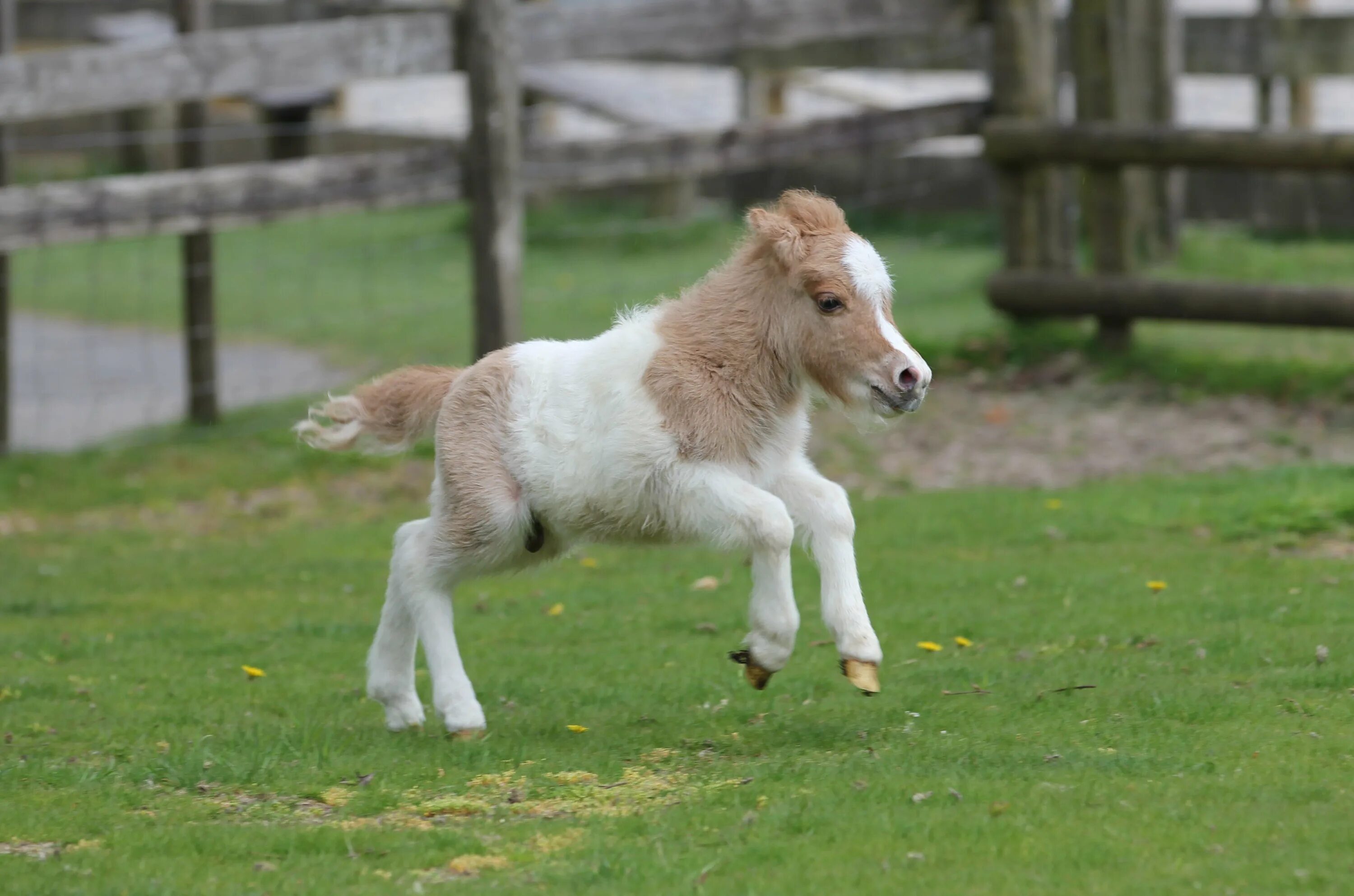 Mini pony. Жеребенок Фалабелла. Пони Фалабелла. Рост лошади Фалабелла. Пони Фалабелла маленькая лошадь.