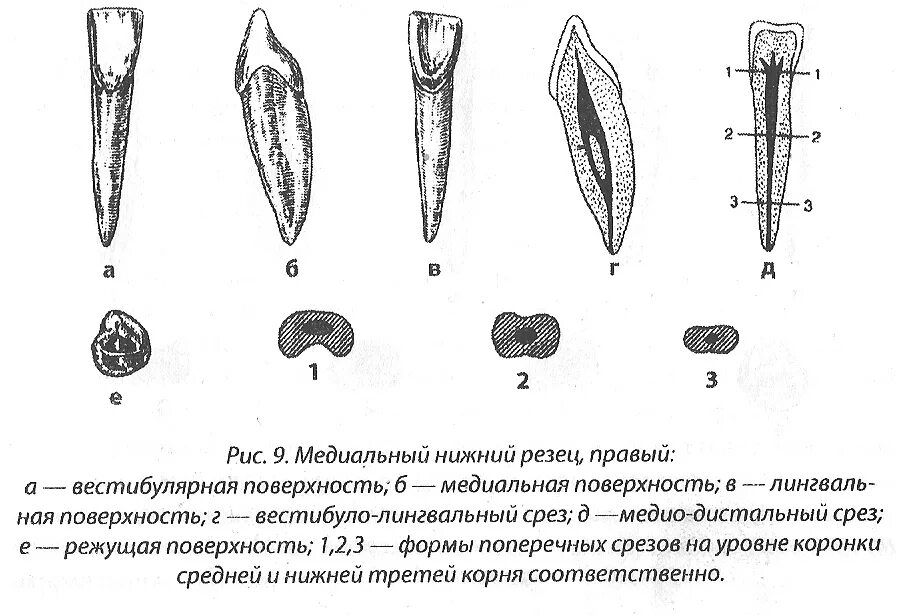 Клыки поверхность зуба. Верхний медиальный резец строение. Боковой резец нижней челюсти анатомия. Анатомия центральных резцов нижней челюсти. Центральный медиальный резец верхней челюсти.