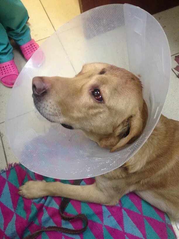 Помощь животным тула. Помощь животным тула. Приют для животных в туле. Помощь животным тула. Помощь животным тула.