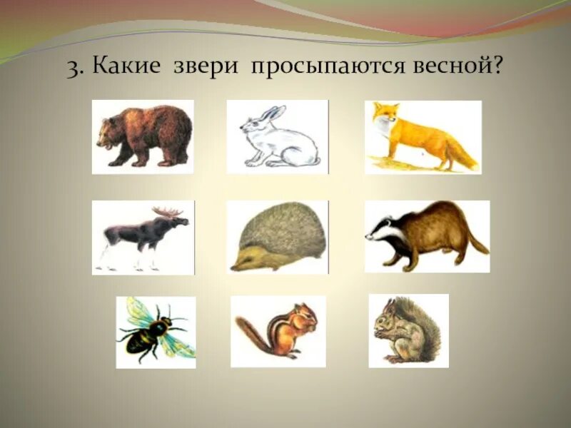 На каких зверей идут. Какие животные просыпаются весной. Какие звери просыпаются весной. Какие животные просыпаются весной для детей. Звери просыпаются весной.