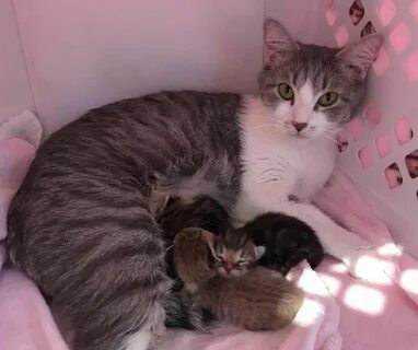 Кошка зовет котят