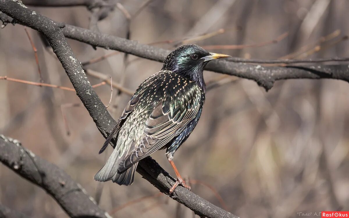 Должно быть скворец. Скворец эстетика. Sturnus vulgaris). Должно быть скворец. Скворец пятнистый обыкновенный.