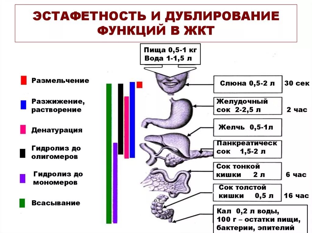 Последовательность процессов в пищеварительном тракте. Гидролиз белков в жкт. белки в желудочно-кишечном тракте. дублирование функций в жкт. гидролиз белков в желудочно-кишечном тракте.