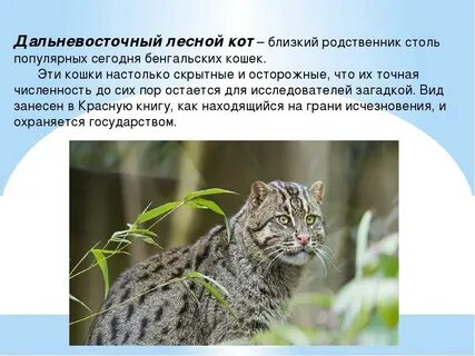 Среда обитания кошки