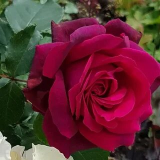 Roses part