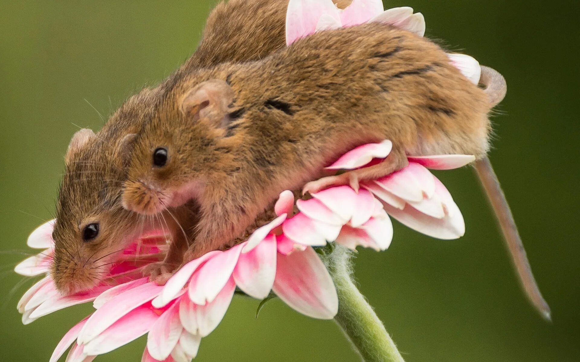 Мыши весной. Мышка Живая полевка. Мышиная полевка цветок. Мышь полевка цвет. Полевая мышь фото.
