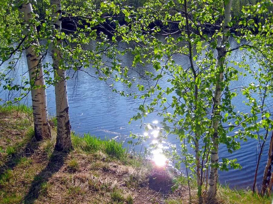 Березы у озера. Березы у воды. Береза у ручья. Озеро Березки.