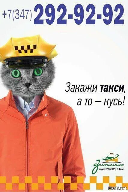 Ооо зеленоглазое такси. Кот таксист. Котик в такси. Зеленоглазое такси. Зеленоглазое такси кот.