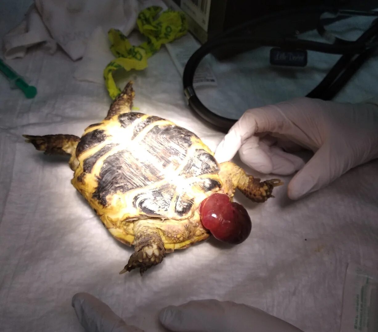Сердце черепахи поделено на два. Красноухая черепаха сухопутная. Среднеазиатская красноухая черепаха. Калифорнийская красноухая черепаха. Анатомия черепахи красноухой.
