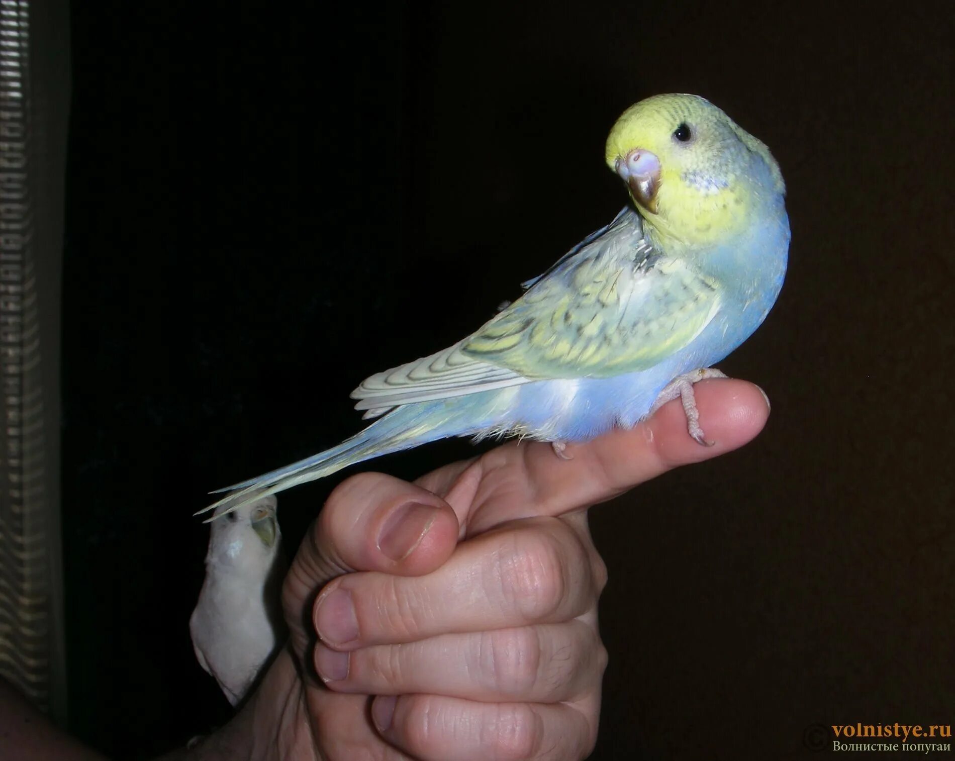 Выставочный волнистый попугай чех и обычный. Волнистый получех. Волнистый чех и волнистый попугай. Выставочный попугай чех. Волнистый попугай чех.