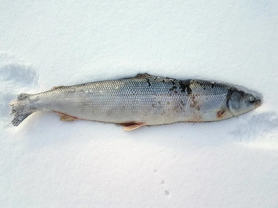пятнистая рыба с севера. муксун обской. самая северная рыба. обская нельма. муксун чир омуль.