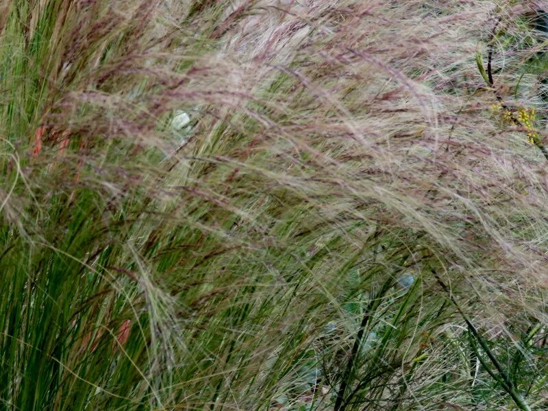 Ковыль перистый (Stipa pennata). Ковыль тончайший волосы ангела. Ячмень камнеломка «Арендса» ковыль «перистый». Ковыль тончайший полевой.