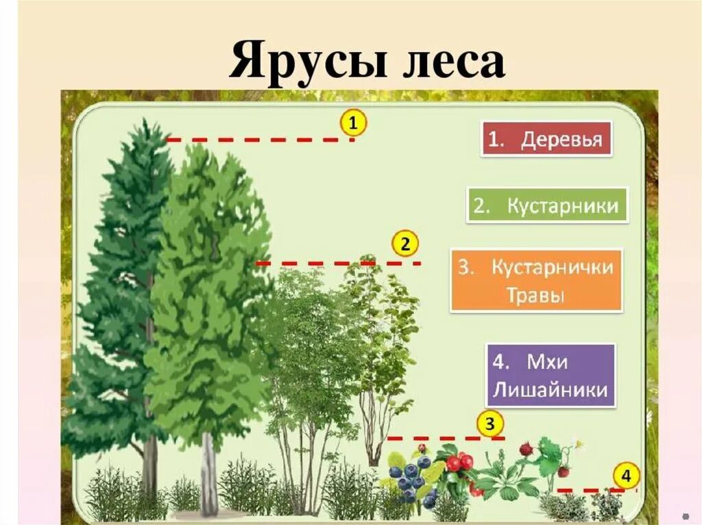 Этажи леса 1 этаж. Ярусы леса схема. ярусность растений леса. этажи ярусы леса. ярусное расположение растений.