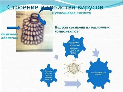 Вирус кислота