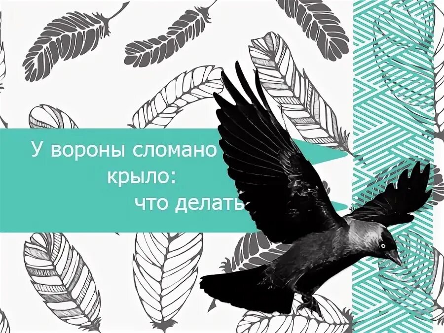 Ворона сломала крыло что делать. У вороны сломано крыло что делать. Серая ворона сломала крыло что делать. Сломано крыло что делать