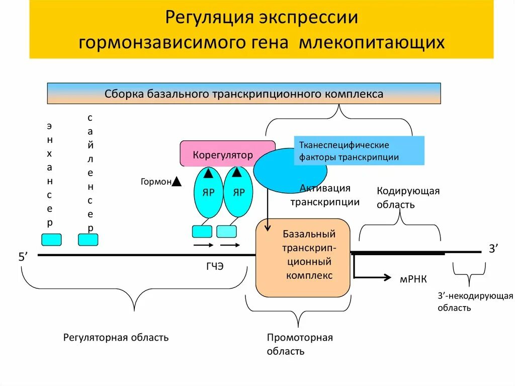 Регуляция генов прокариот. Гормональная регуляция экспрессии генов. Регуляция экспрессии генов транскрипция. Регуляция экспрессии Гена. Ген. регуляция экспрессии генов..