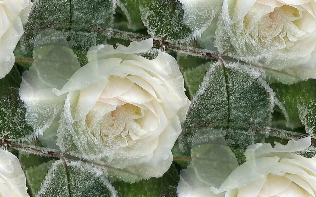белые розы на снегу песня. букет белых роз на снегу. белые розы на снегу. белые розы белой зимой. розы на морозе.