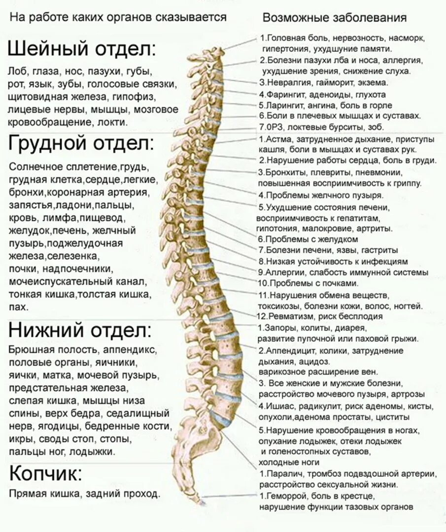 Болит спина при нажатии. Позвоночник строение анатомия грудной отдел позвоночника. Строение позвоночника человека таблица отделы. Анатомия и строение шейного отдела позвоночника.