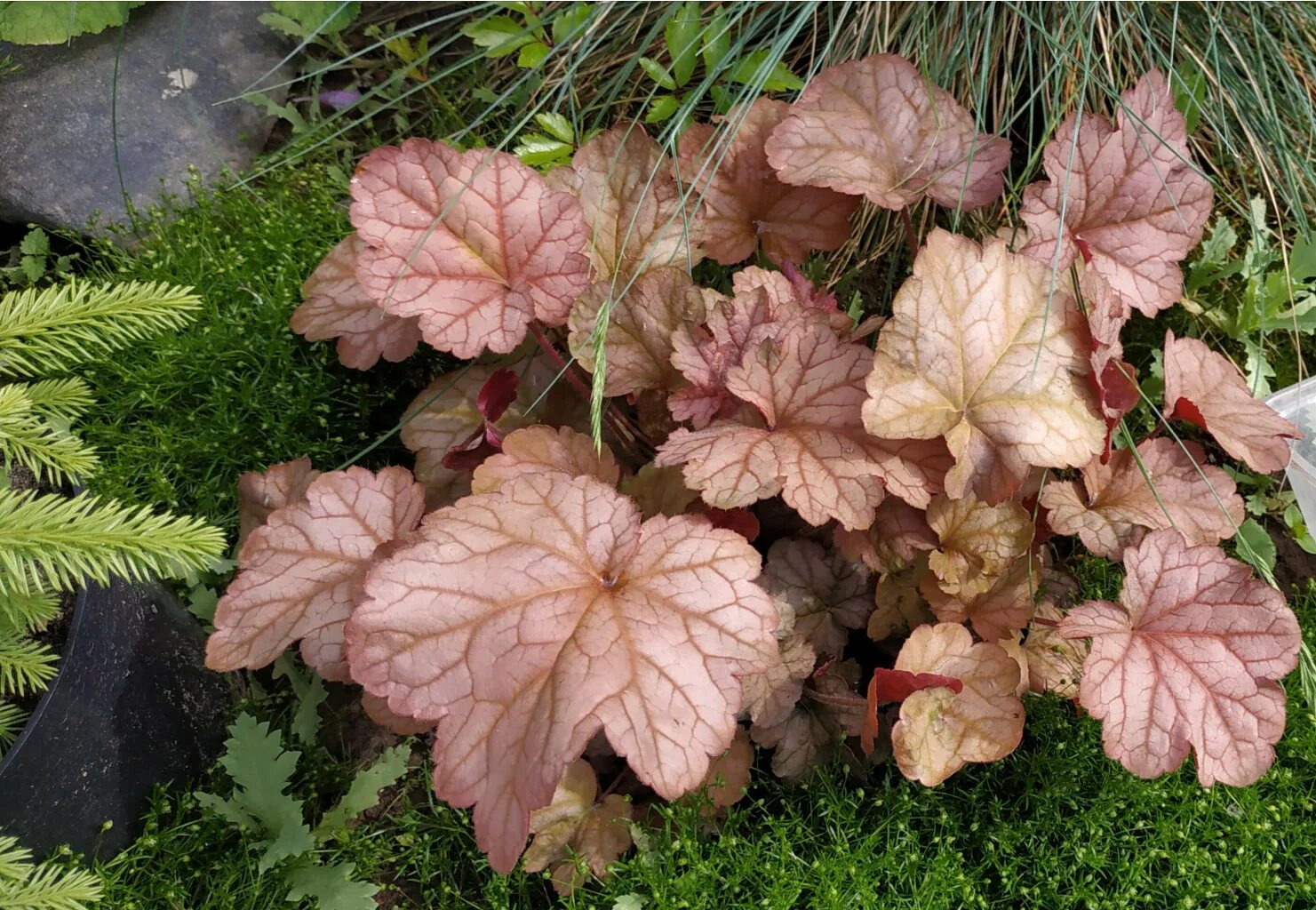 гейхера heuchera shanghai. гейхеры описание сортов. гейхеры описание сортов. гейхера гибридная. гейхера рио (heuchera rio).