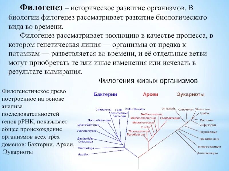 Филогенез организмов