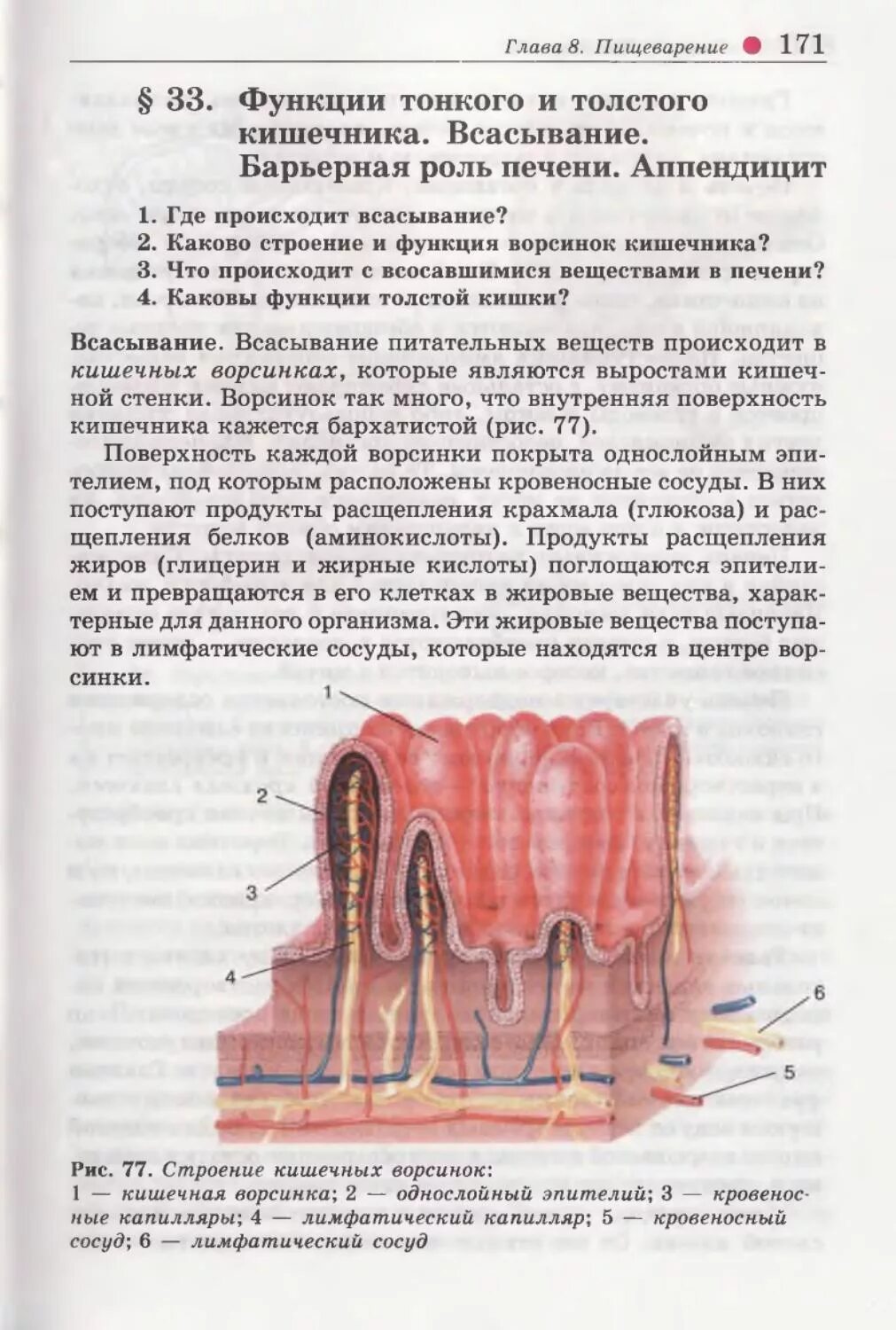 Тонкий кишечник и печень. Строение кишечной ворсинки биология 8. Функции тонкой кишки 8 класс. Строение кишечных ворсинок биология 8 класс. Строение тонкой и толстой кишки ворсинки.