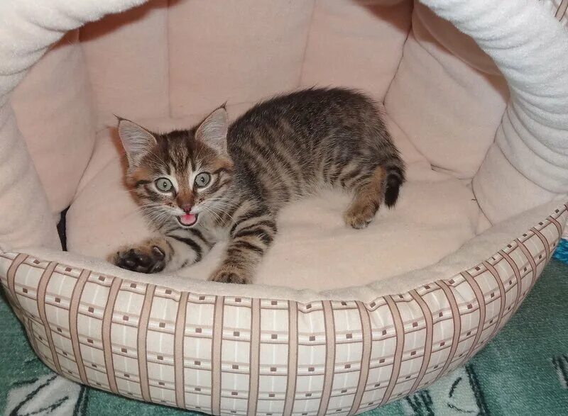 Как приучить котенка к лежанке. Как приучить кота к лежанке. как котика приучить к лежанке. как приучить кота к лежаку?. как приучить котёнка к лежаку в квартире.