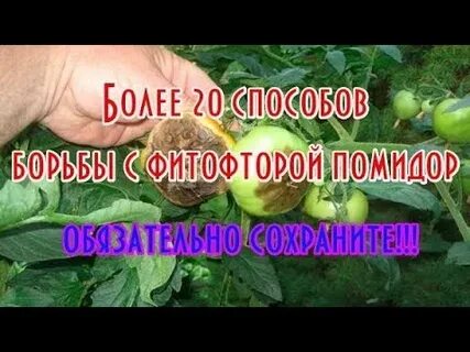 Чем обработать землю от фитофторы