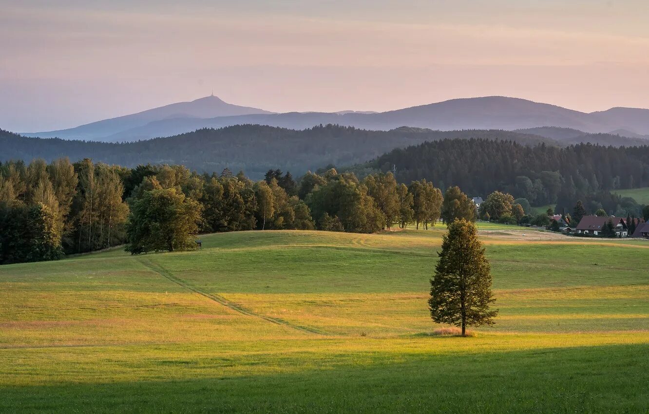 Лужайка в лесу. Лесная опушка солнечногорский район. Поле лес. Forest field. Поле лес.