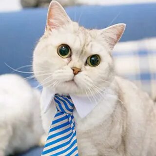 Солидный кот