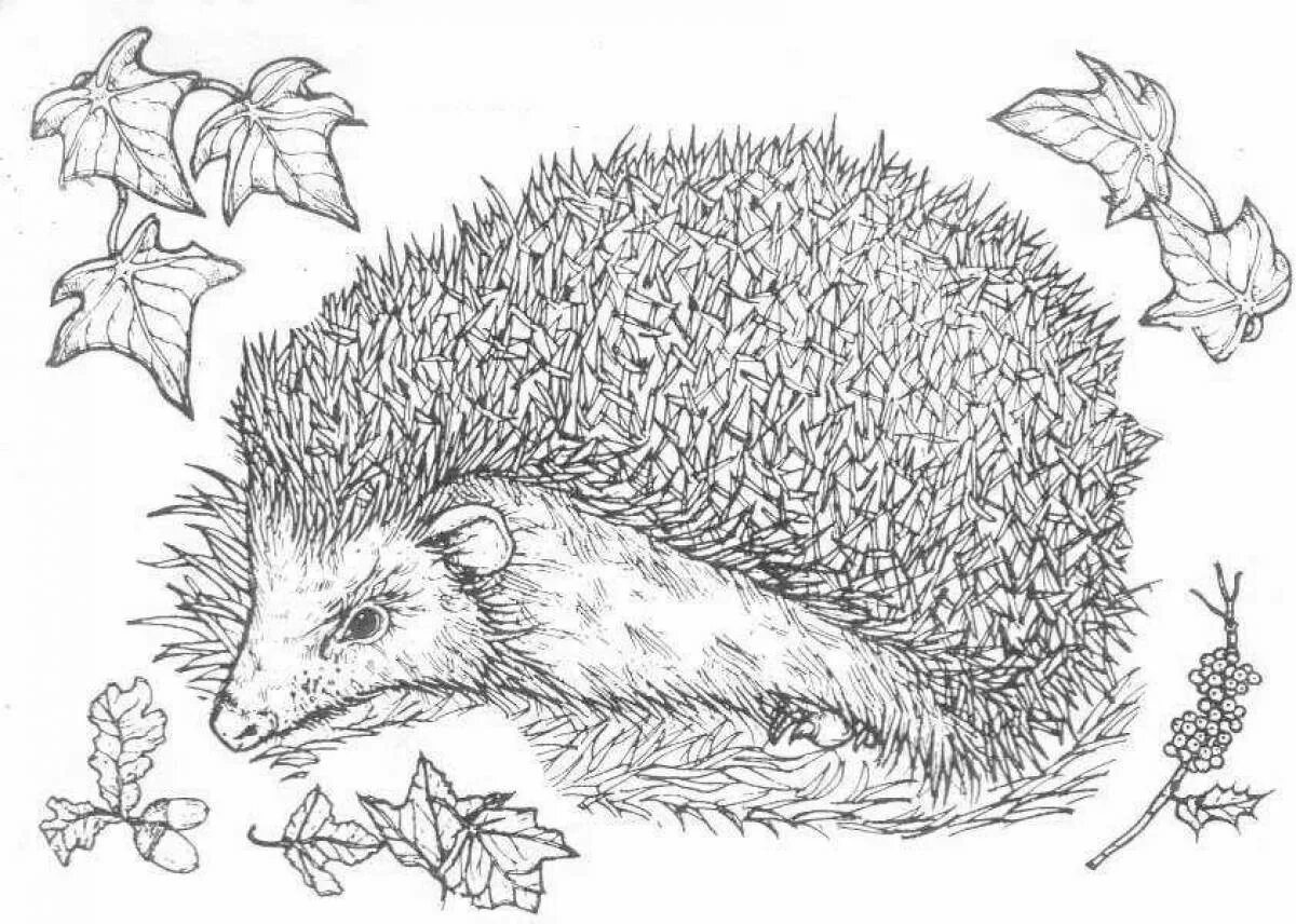 Распечатать ежик осенний. Раскраска ежик в лесу. обыкновенный ёж раскраска. раскраска ежик настоящий. раскраска еж настоящий.