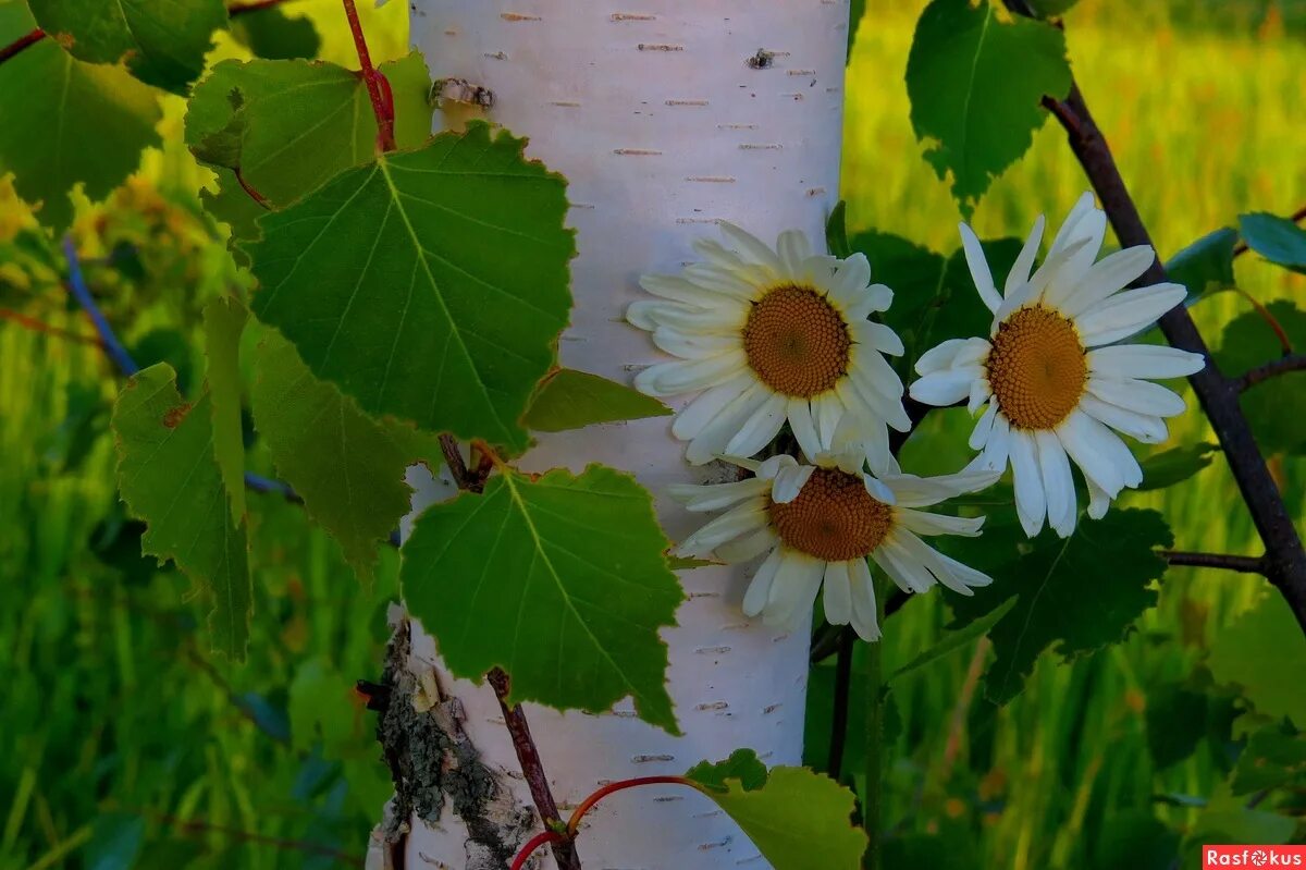 Березки ромашки. Березы и ромашки. Россия ромашки и березы. Природа березы ромашки. Цветок березы.