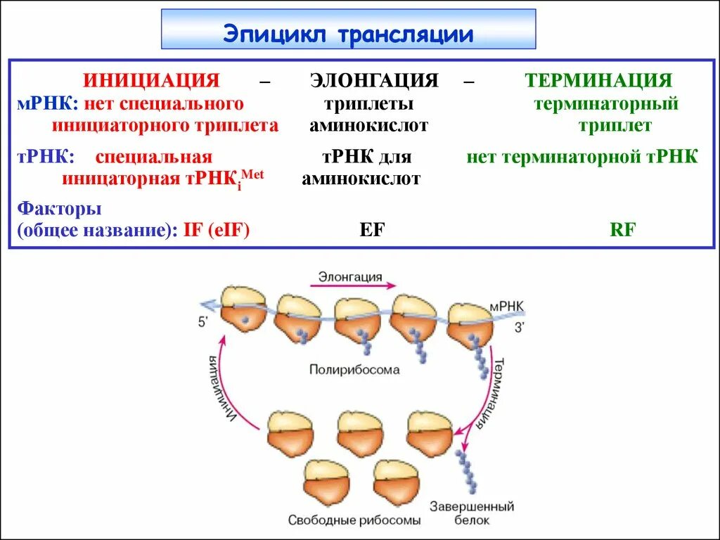 Биосинтез белка трансляция инициация элонгация терминация. Элонгация и терминация синтеза белка. Синтез белка трансляция этапы инициация элонгация. Биосинтез белка трансляция терминация.