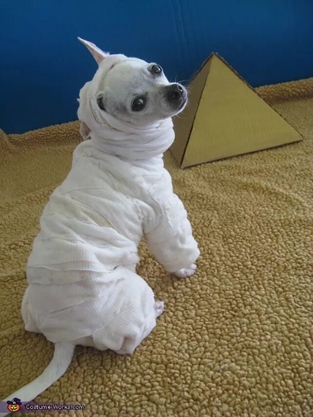 Terrorize icon. Сосиски в тесте мумии. Mummy dog. Mummy dog. Мумии животных чернобыль.