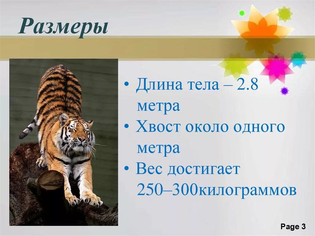 Какая длина тигра. Презентация про тигра для детей. Тигр для презентации. Презентация про тигров для детей. Амурский тигр презентация.