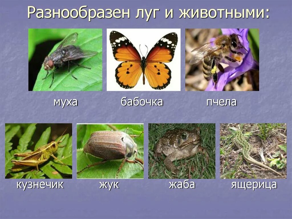 Назовите характерных представителей растительного и животного: найдено 88 изобра