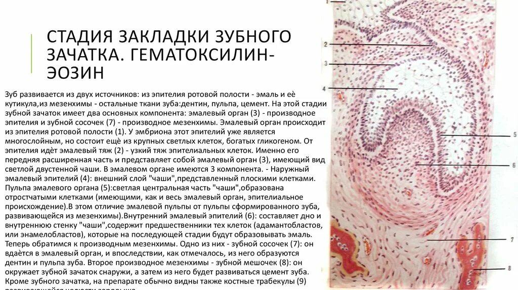 Структура которая образует первичную мочу гистологический препарат. Стадия закладки зубного зачатка гистология препарат. стадии развития зуба гистология. эпителий, развивающийся из мезенхимы. закладка зубных зачатков гистология.