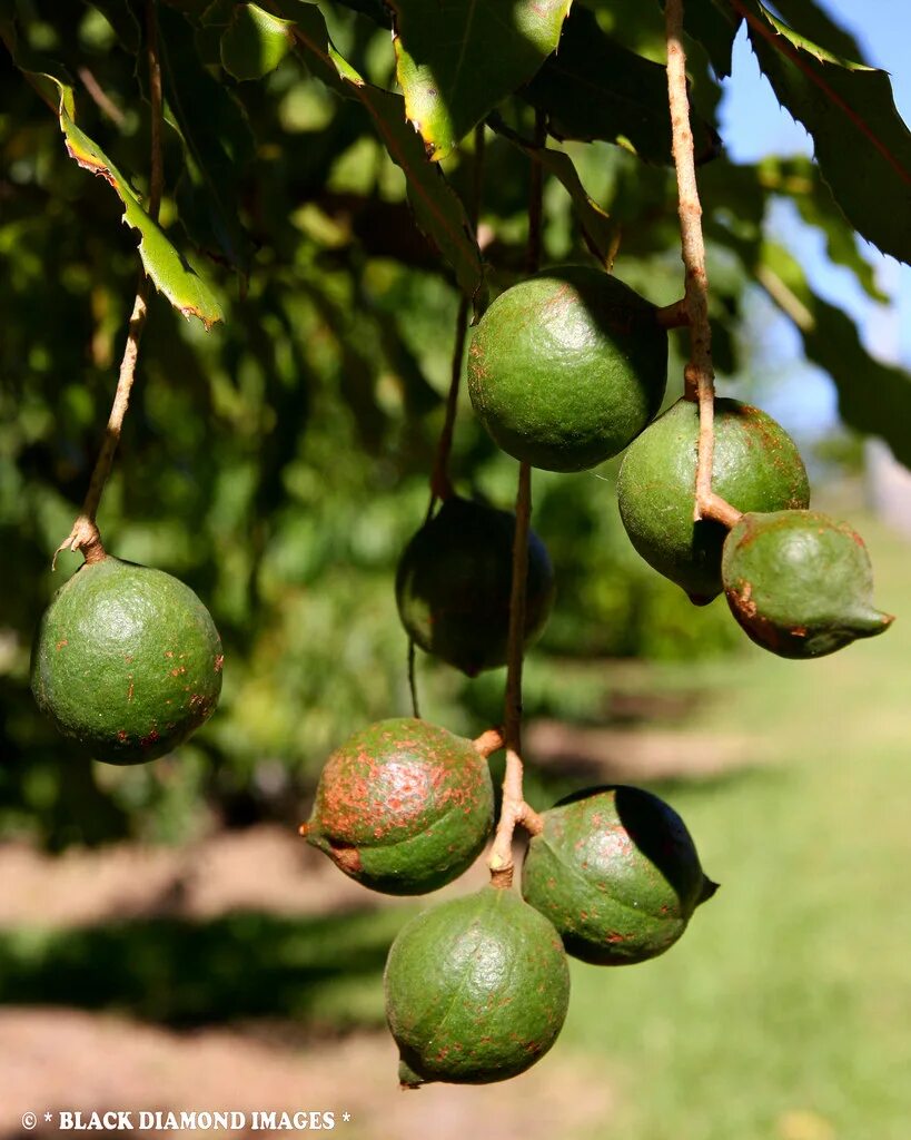 В каких странах растет макадамия. Макадамия орех дерево. Macadamia tetraphylla. Macadamia ternifolia. Макадамия тернофолия (Ternifoli).