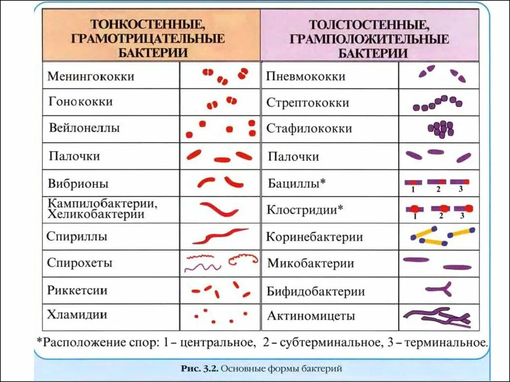 Что такое коки в медицине. Клостридии форма бактерии. Основные морфологические группы бактерий микробиология. Морфология микроорганизмов таблица. Формы бактерий микробиология таблица.