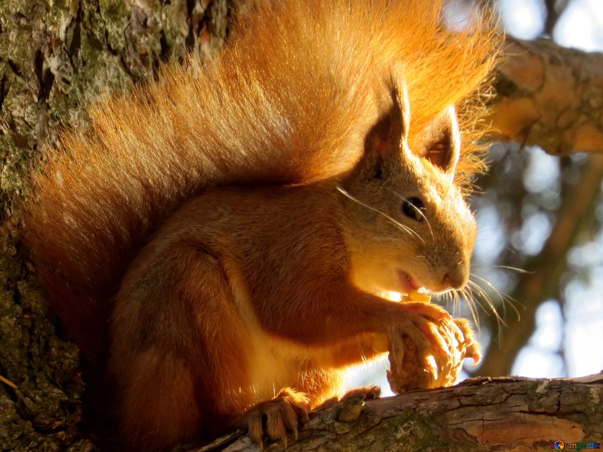 дерево фундука белка. бельчонок на дереве. мысь белка. белочка с орехом. бельчонок на дереве.