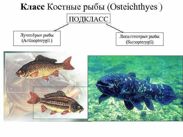 Лучепёрые рыбы костистые костные. Подкласс лучепёрые лопастеперые рыбы. Лопастеперые рыбы классификация. Класс костистые рыбы подкласс. 3 примера костных рыб