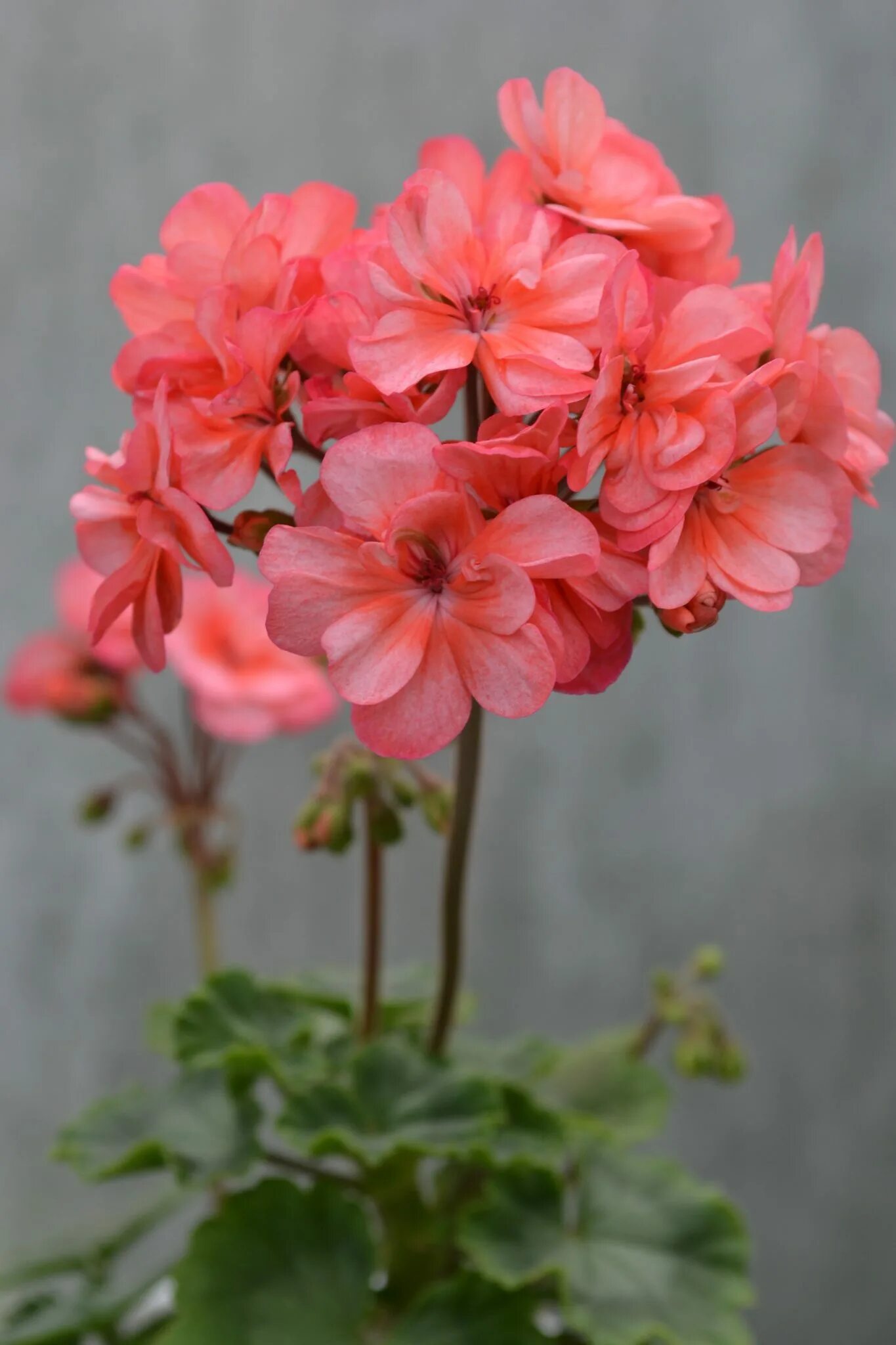 Hanna novis пеларгония. Та марокканская принцесса пеларгония. Pelargongaragets hanna пеларгония. Hanna novis пеларгония. Pg za novis hanna пеларгония.