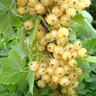 Куст смородины белой