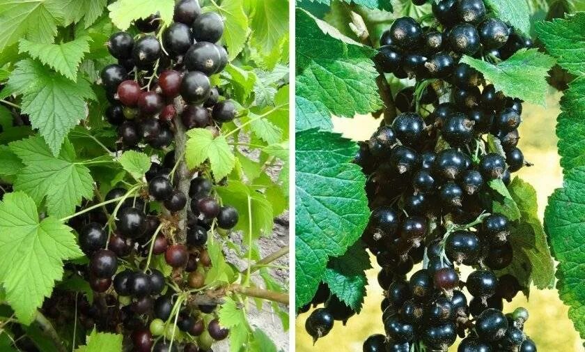 Лучшие сорта смородины для средней полосы. Лучшие сорта смородины для средней полосы