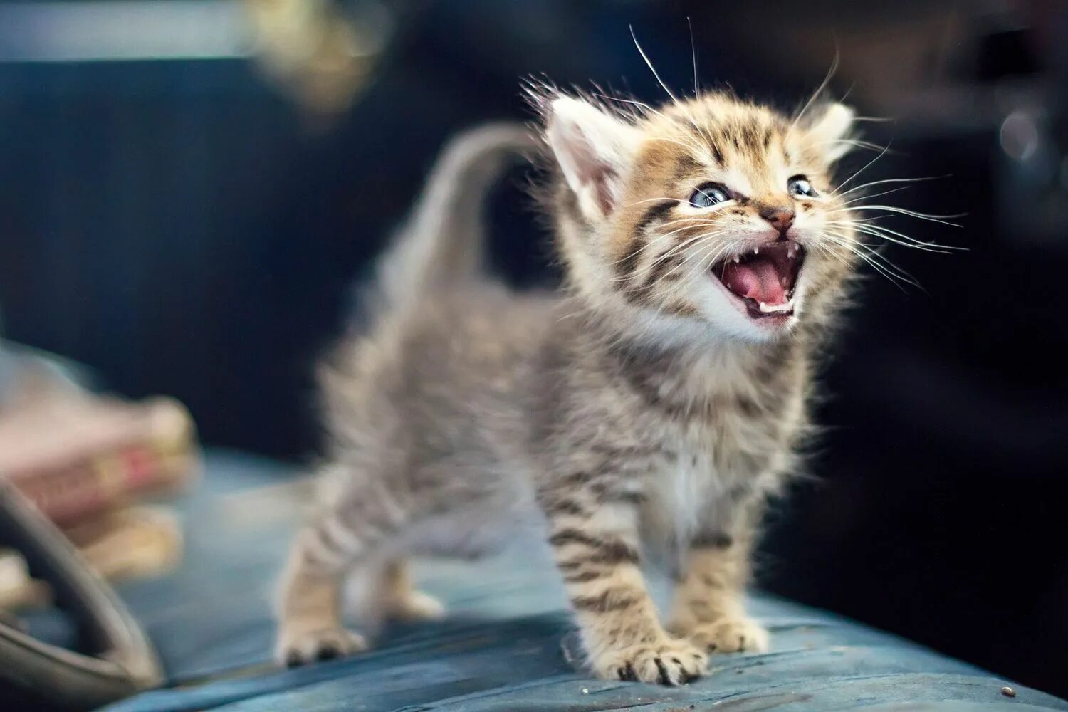 Кот мяукает. Котенок рычит. Мяуканье котят. Котитата миукают. Включи звуки котиков