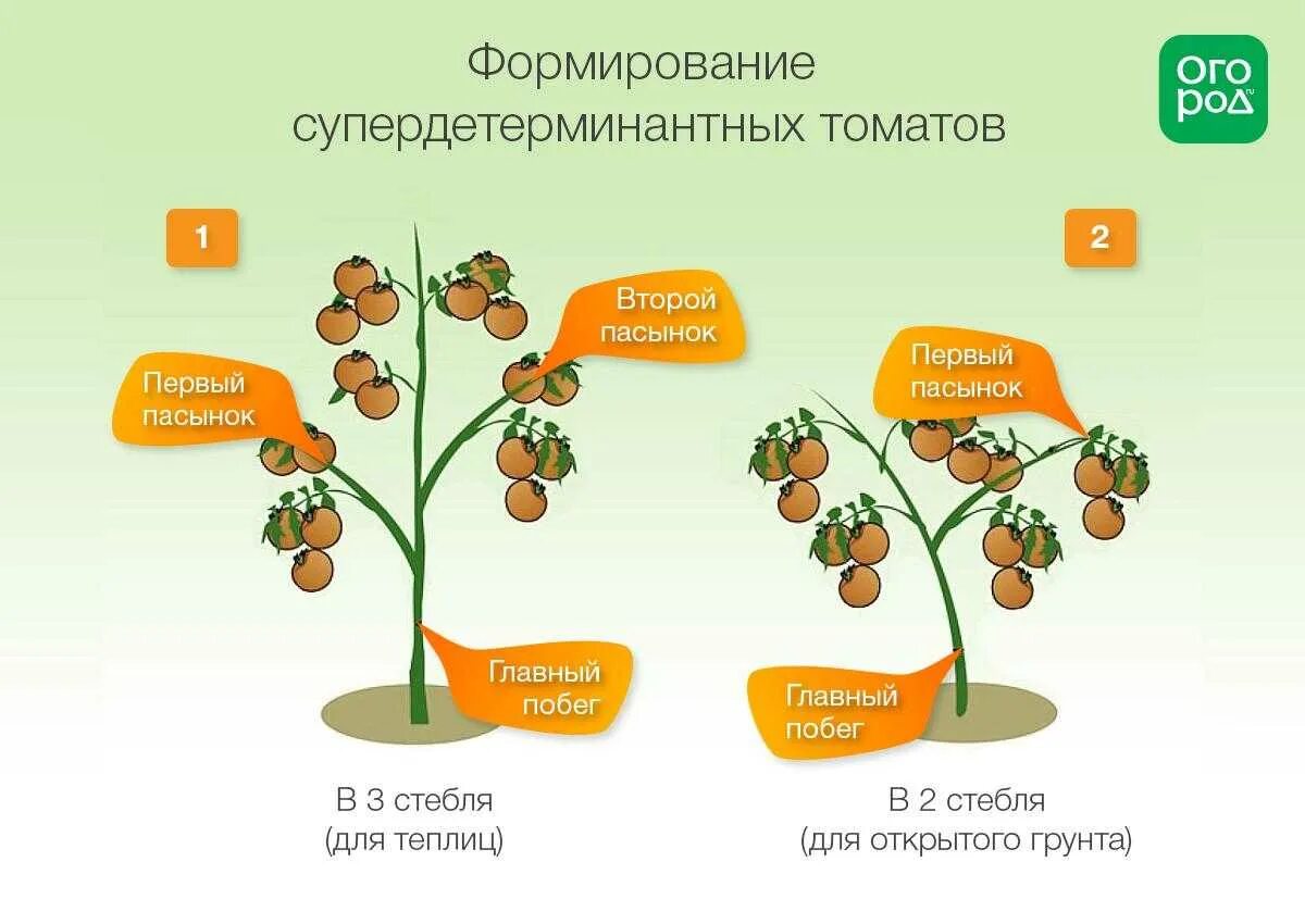 Как формировать детерминантные томаты