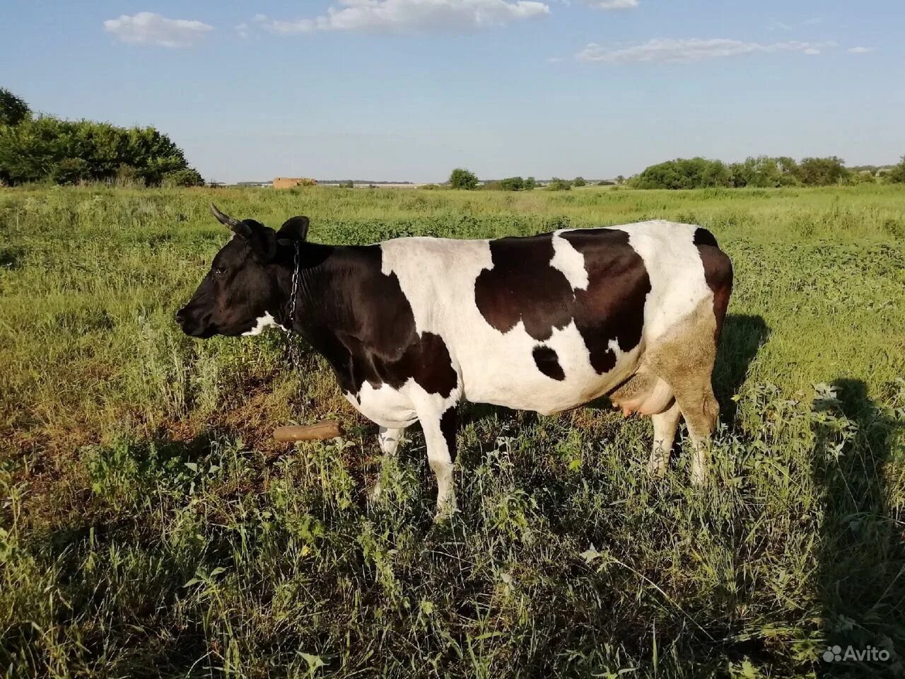 Продам корову дойную