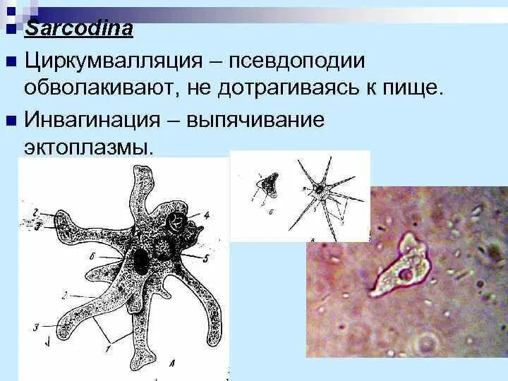 Образует псевдоподии. Ложноножки псевдоподии. строение псевдоподий. псевдоподии у амебы. псевдоподии у протистов.