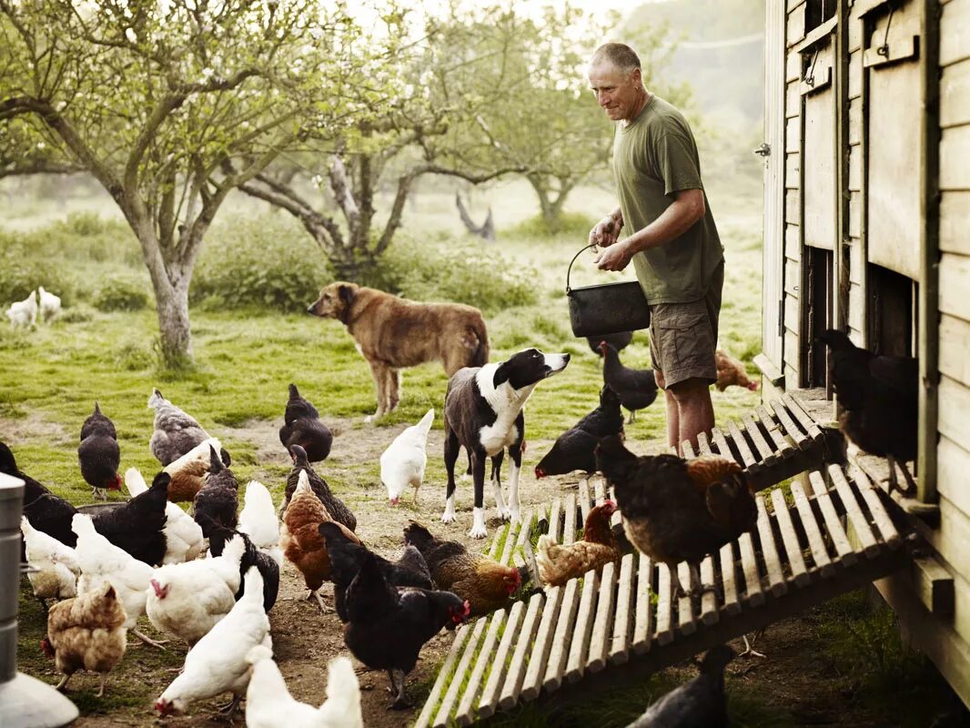 He lives on the farm. Farm Life. Farmer's Life. Фотографии курятников с фотографом.