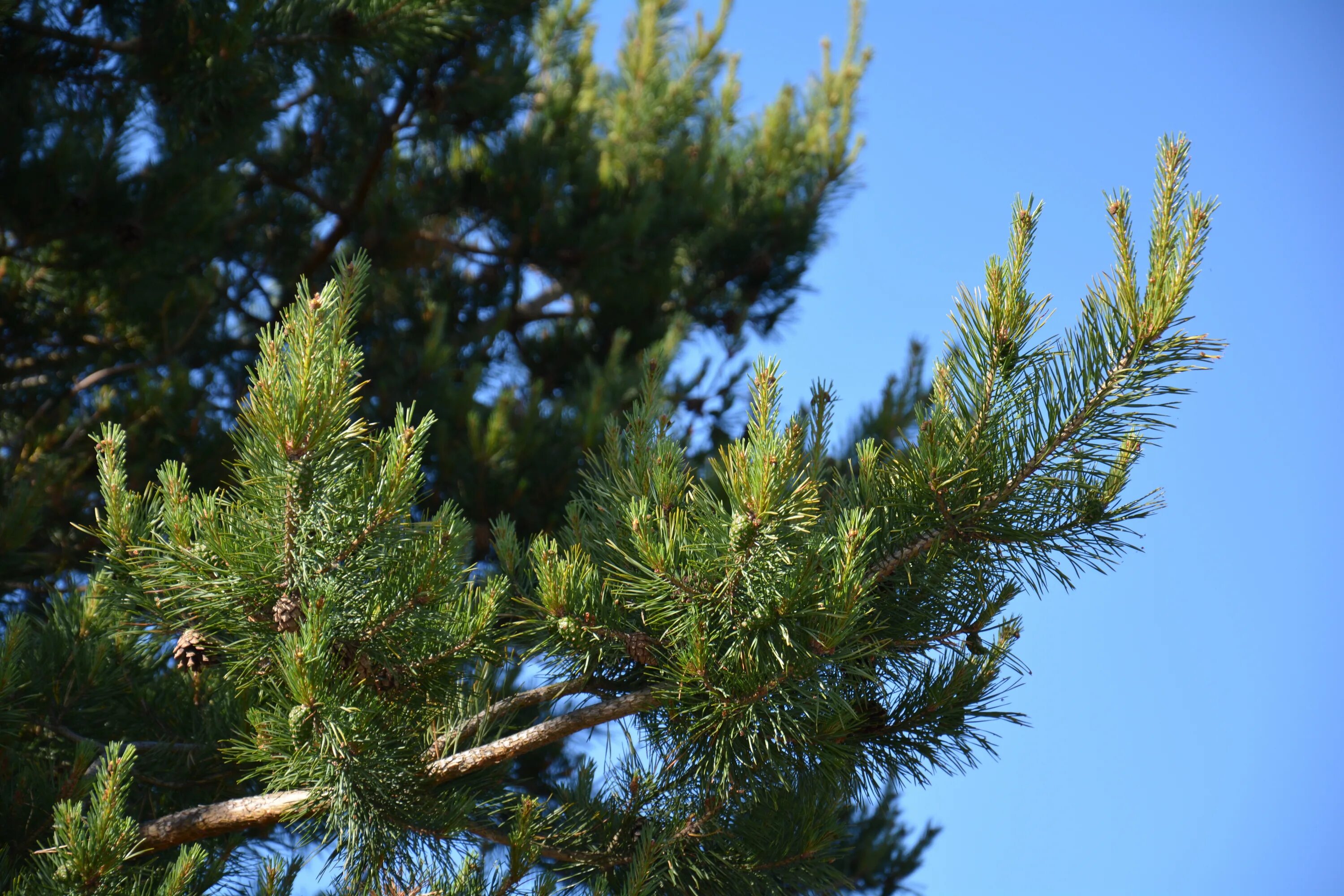 Pine Tree. Выломана конусом ветвь сосны. Ко Дню леса ветка сосны с шишками. Ко Дню леса ветка сосны с шишками и голубое небо. Хвойная 0