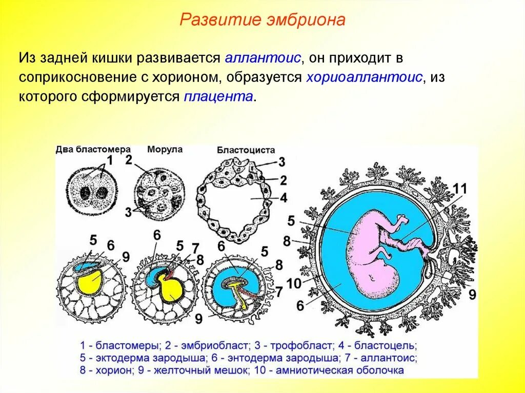 Где и как развивается плод млекопитающих. Зародышевые оболочки хорион. Бластоциста эмбриобласт трофобласт. Эмбриональное развитие хорион. Желточный мешок эмбриология.